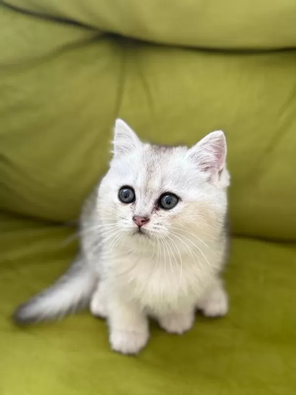 Sağlıklı Sevimli British Shorthairlar