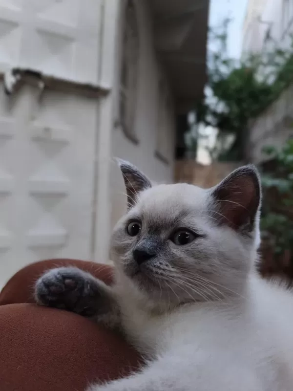 Yavru Kedilerimizi Sahiplendiriyoruz