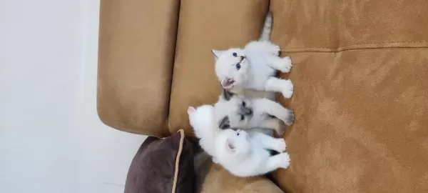 British Shorthair Yavruları