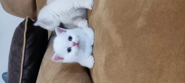 British Shorthair Yavruları