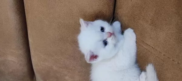 British Shorthair Yavruları
