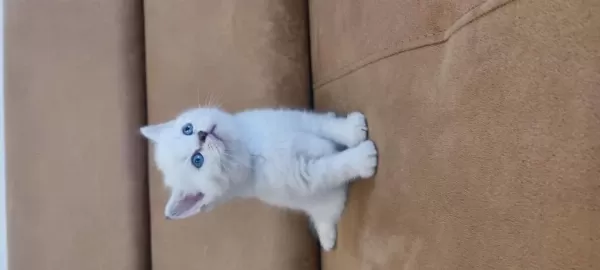 British Shorthair Yavruları