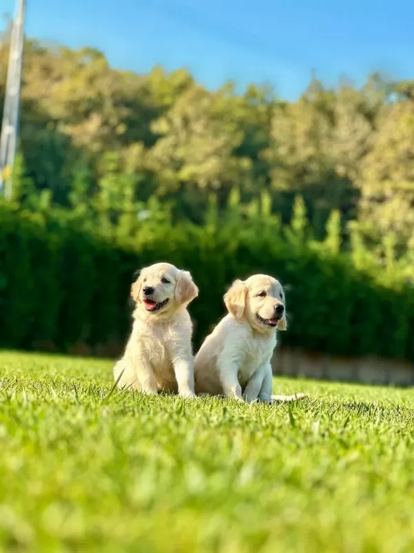 Baby Face Golden Bebeklerimiz Aşıları Tam