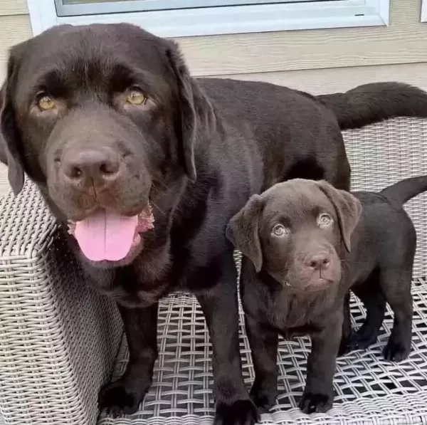 Çikolata Ve Beyaz Renk Labrador Yavruları