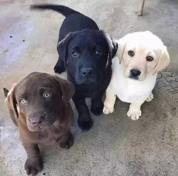Çikolata Ve Beyaz Renk Labrador Yavruları