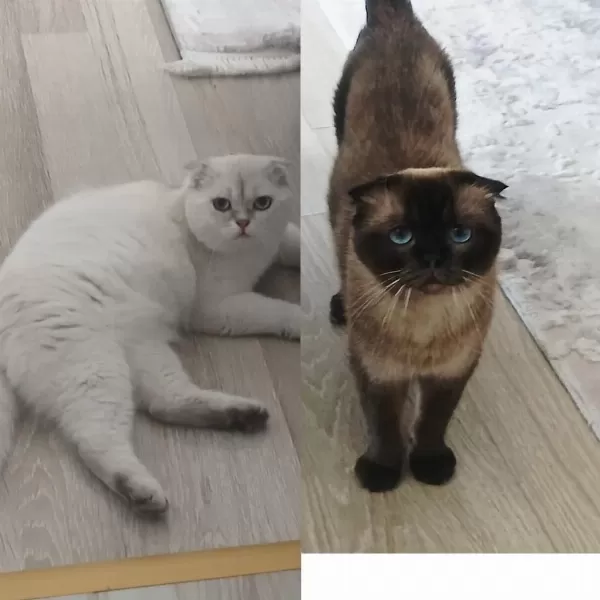 Anne Ve Oğul Kediler Yeni Yuva Arıyorlar