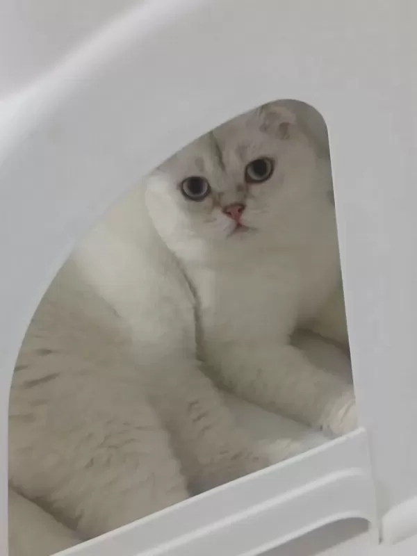 Anne Ve Oğul Kediler Yeni Yuva Arıyorlar