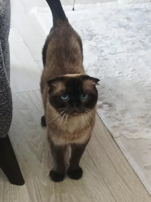Anne Ve Oğul Kediler Yeni Yuva Arıyorlar