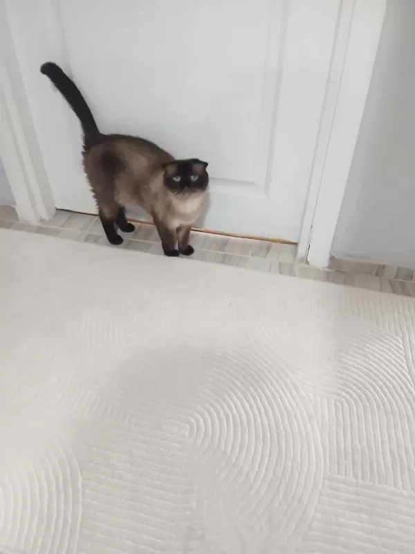Anne Ve Oğul Kediler Yeni Yuva Arıyorlar