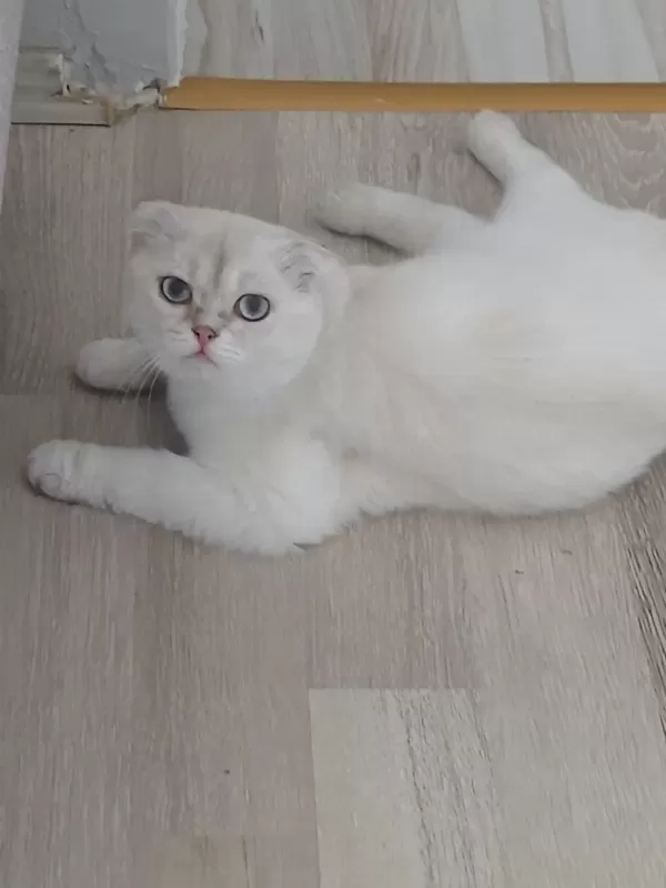 Anne Ve Oğul Kediler Yeni Yuva Arıyorlar