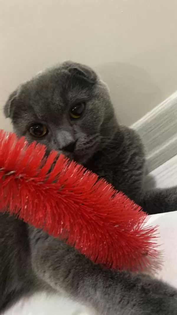 4 Yaşında Scottish Fold (kısırlaştırılmış)