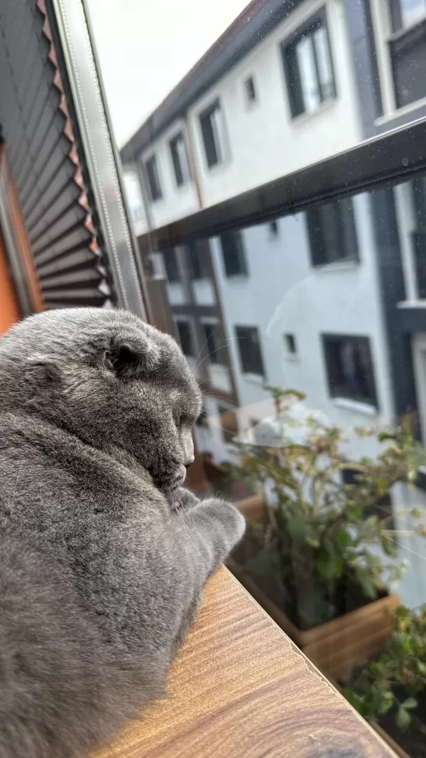 4 Yaşında Scottish Fold (kısırlaştırılmış)
