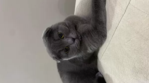4 Yaşında Scottish Fold (kısırlaştırılmış)
