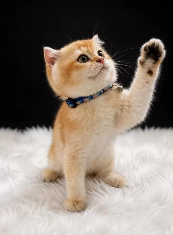 Golden British Shorthair Yavrusu Sevgi Dolu