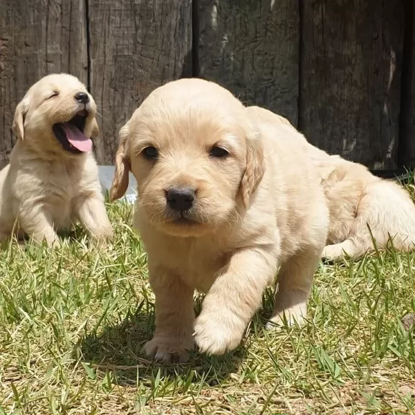 Golden Retriever Yavrulari