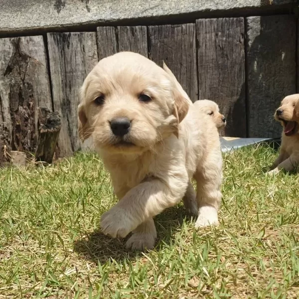 Golden Retriever Yavrulari
