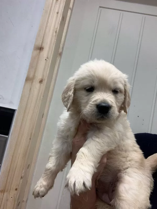 Golden Retriever Yavrulari