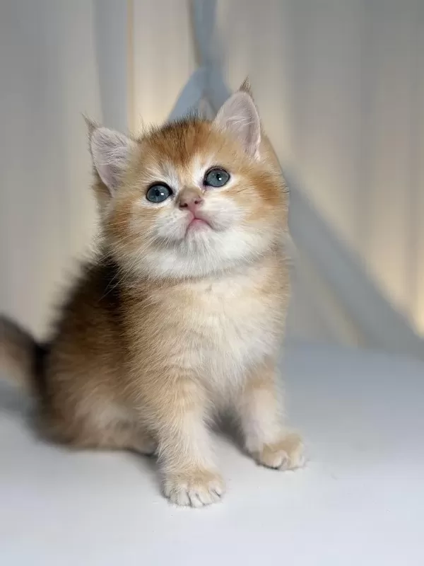 Show Class Golden British Shorthair Prenses