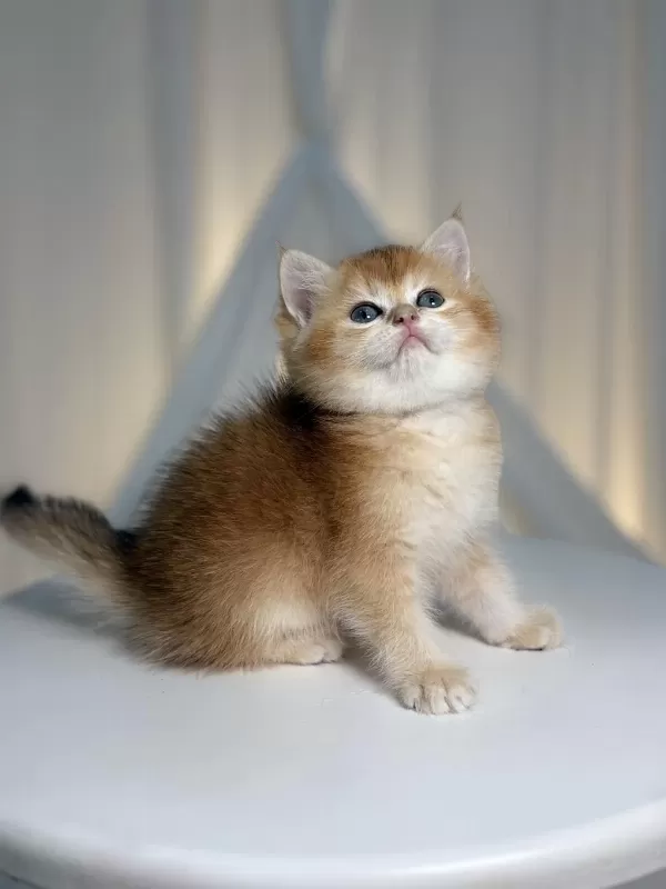 Show Class Golden British Shorthair Prenses