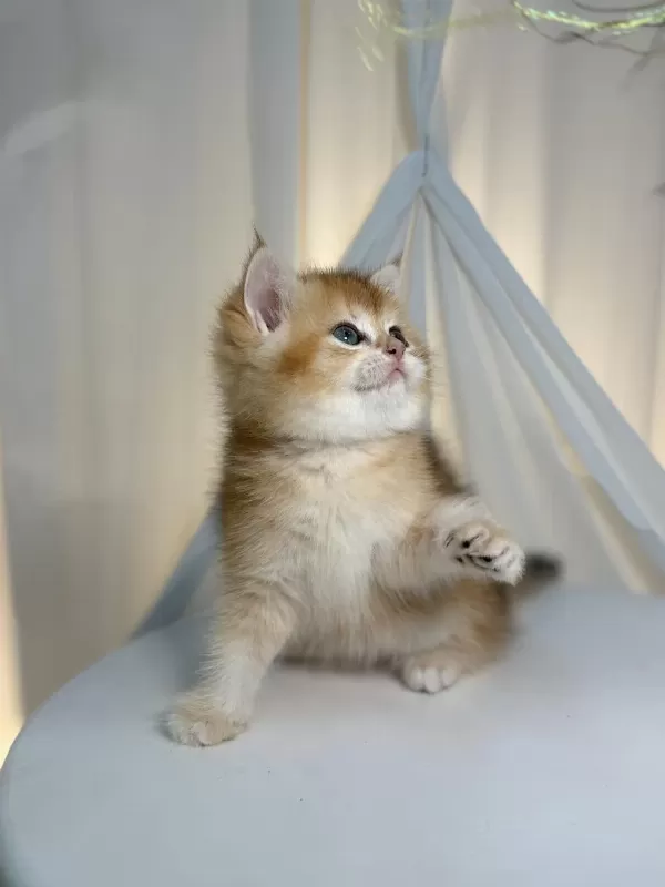 Show Class Golden British Shorthair Prenses