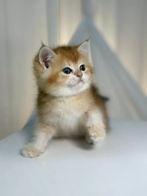 Show Class Golden British Shorthair Prenses