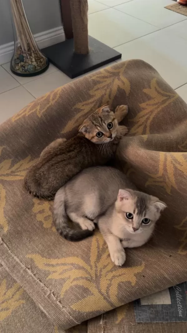 British Shorthair Sağlıklı Yavrular