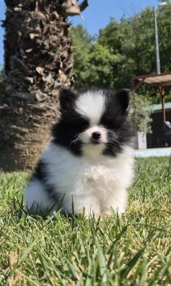 Tedy Bear Pomerianan Bebeklerimiz