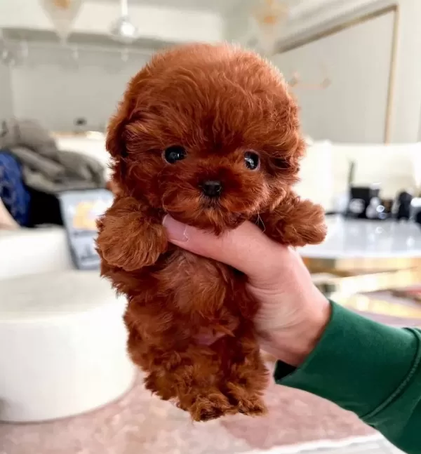 Muhteşem Surat Kore Poodle Yavru