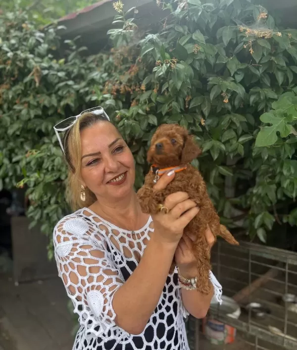 Efsane Mini Boy Toy Poodle Yavrularımız