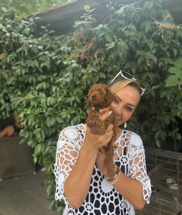 Efsane Mini Boy Toy Poodle Yavrularımız