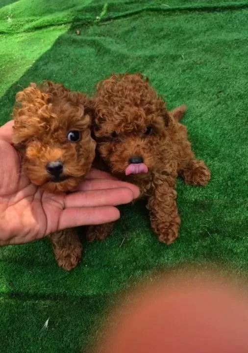 Safkan Poodle Yavrular