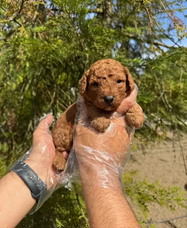 Tea Cup Red Browne Poodle Bebekleri̇mi̇z