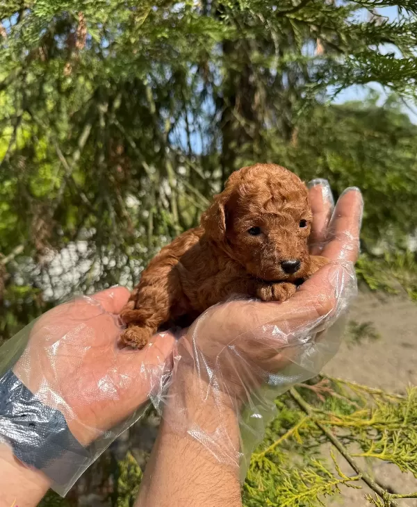 Tea Cup Red Browne Poodle Bebekleri̇mi̇z