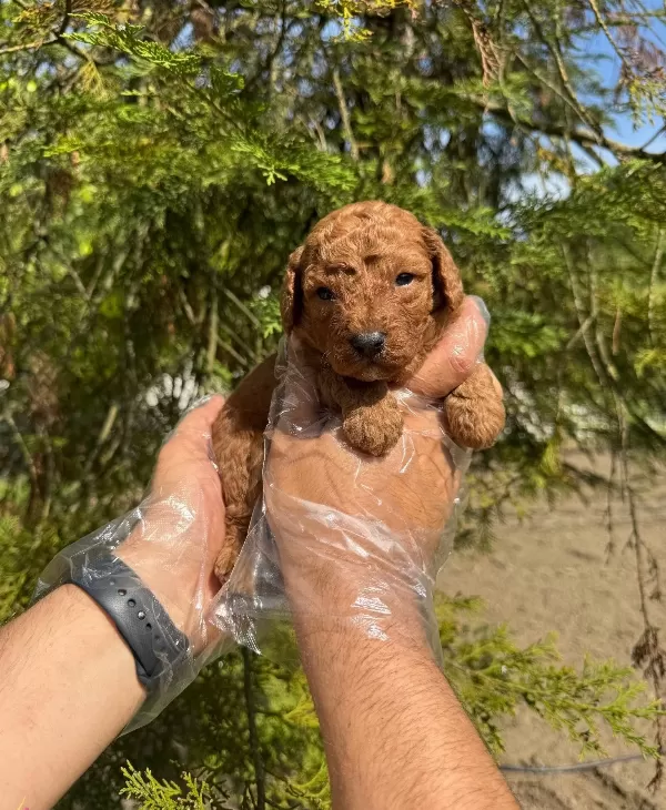 Tea Cup Red Browne Poodle Bebekleri̇mi̇z