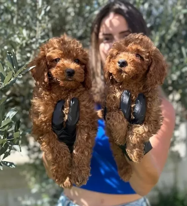 Mükemmel Toy Pooodle Yavrularımız