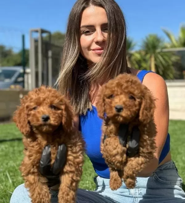 Mükemmel Toy Pooodle Yavrularımız