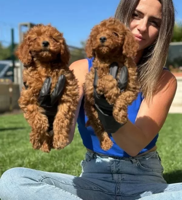 Mükemmel Toy Pooodle Yavrularımız