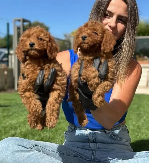 Mükemmel Toy Pooodle Yavrularımız