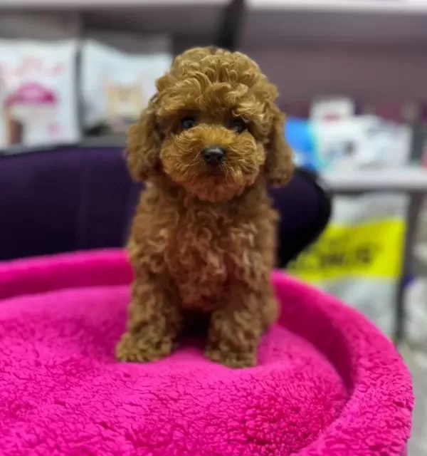 5 Aylık Di̇şi̇ Aşılı 1kg Teacup Boy