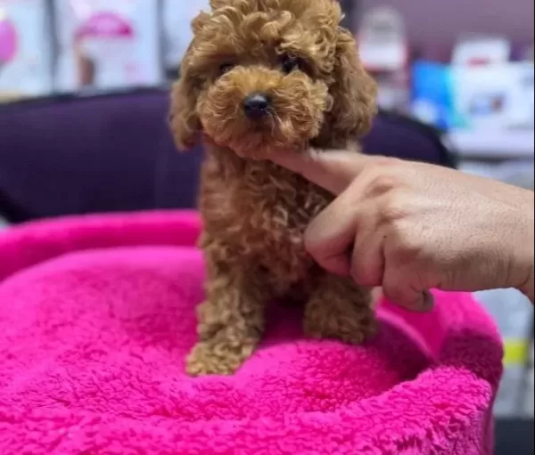 5 Aylık Di̇şi̇ Aşılı 1kg Teacup Boy