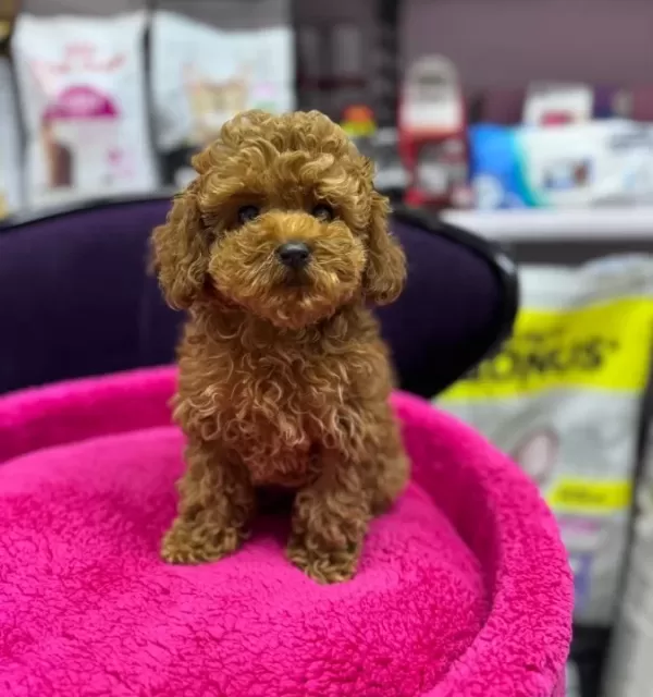 5 Aylık Di̇şi̇ Aşılı 1kg Teacup Boy
