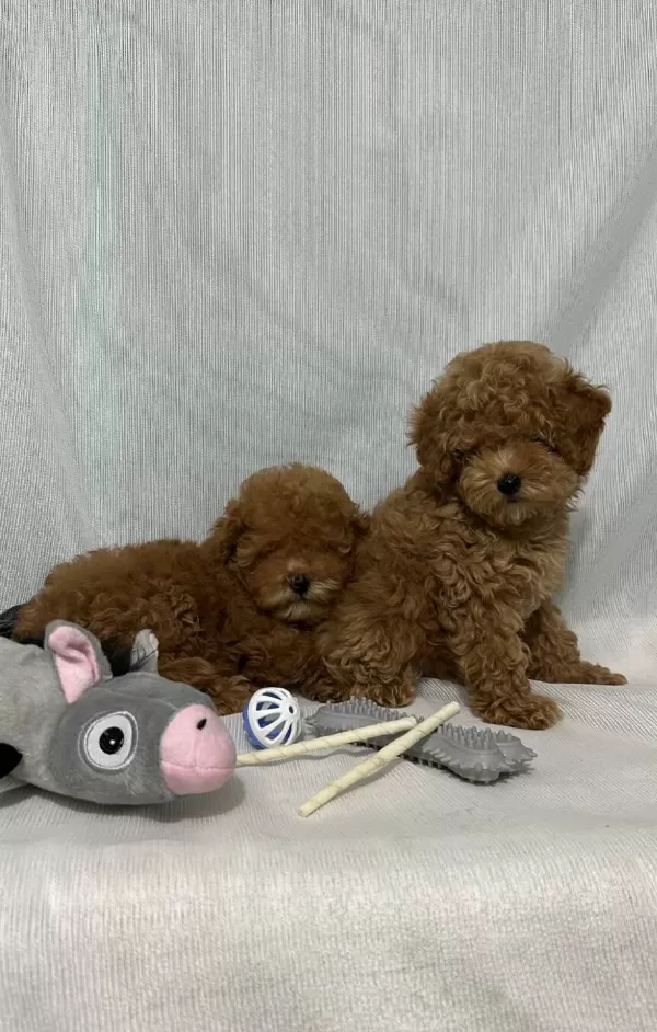Kore Kan Toy Poodle Yavrular