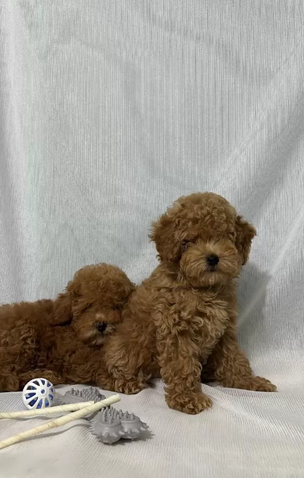 Kore Kan Toy Poodle Yavrular
