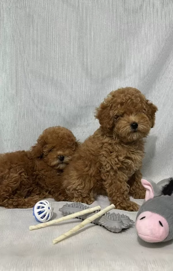 Kore Kan Toy Poodle Yavrular