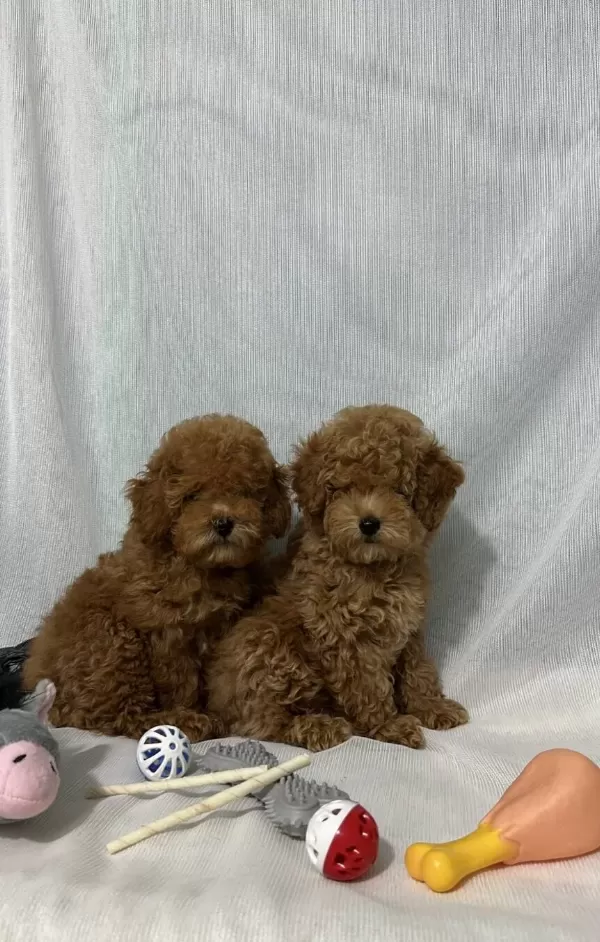 Kore Kan Toy Poodle Yavrular