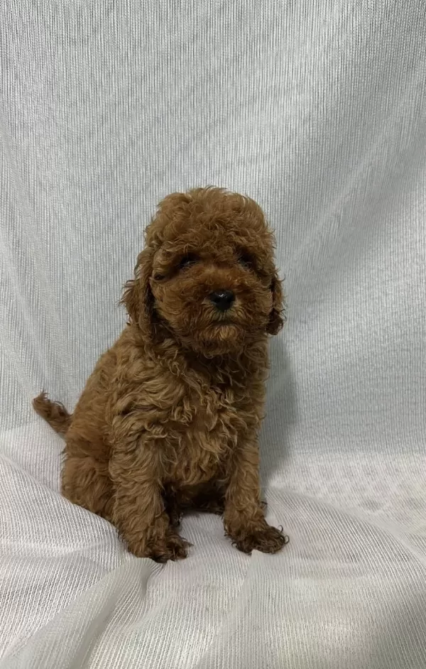 A Kali Te Ev Üreti Mi Toy Poodle Bebekler
