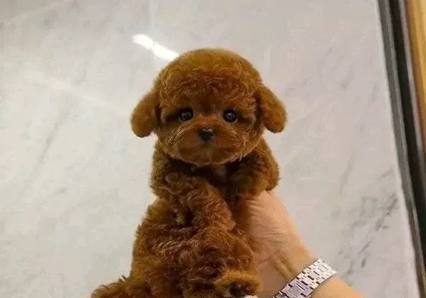 Resmi I Şletmeden Koretoypoodle Yavrulari