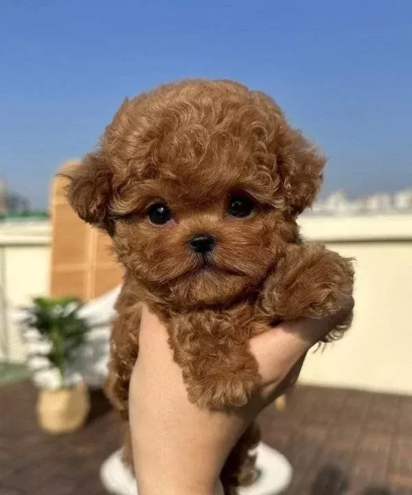 Resmi I Şletmeden Koretoypoodle Yavrulari