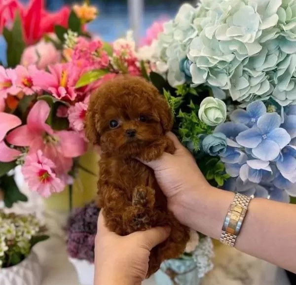 Resmi I Şletmeden Koretoypoodle Yavrulari