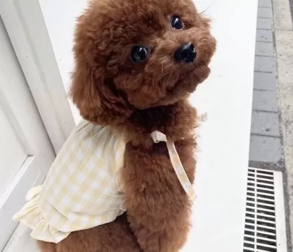 Resmi I Şletmeden Koretoypoodle Yavrulari